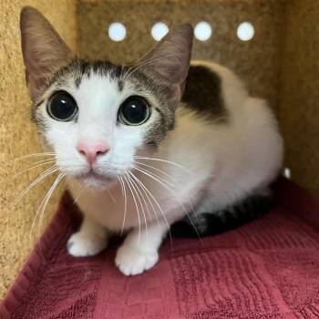 Mischief -  Domestic Short Hair Cat for Adoption in Pasadena, California - Mischief | PetCurious