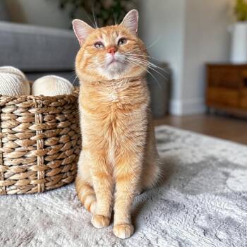 Domestic Short Hair Cats Available for Adoption in Wilmington, Ohio - Thomas | PetCurious