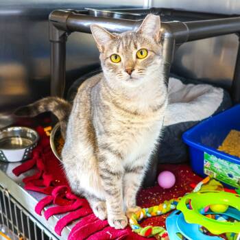 Rescue Domestic Short Hair Cats for Adoption in Wilmington, Delaware - Shug | PetCurious