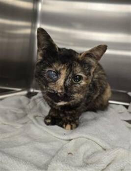 MARIPOSA -  Domestic Short Hair Cat for Adoption in Hagerstown, Maryland - MARIPOSA | PetCurious