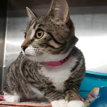 Domestic Short Hair Cats Available for Adoption - Crumpet | PetCurious