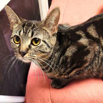 Snookie -  Domestic Short Hair Cat for Adoption in South Elgin, Illinois - Snookie | PetCurious