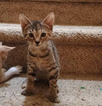 Cypress -  Domestic Short Hair and American Shorthair Cat for Adoption in Pittsboro, North Carolina - Cypress | PetCurious