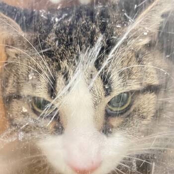 Oscar -  Domestic Short Hair Cat for Adoption in Philadelphia, Pennsylvania - Oscar | PetCurious