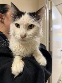 Rescue Domestic Long Hair and Domestic Short Hair Cats for Adoption in Hutchinson, Kansas - Gourd | PetCurious