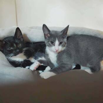 Domestic Short Hair Cats Available for Adoption in Kenhorst, Pennsylvania - Archer And Sprout (Bonded Pair) | PetCurious