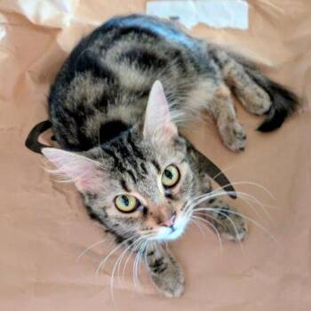Nala J -  Domestic Medium Hair Cat for Adoption in Tampa, Florida - Nala J | PetCurious