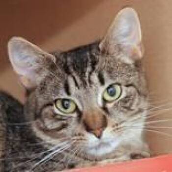 Domestic Short Hair Cats Available for Adoption in Hilliard, Ohio - Mia | PetCurious
