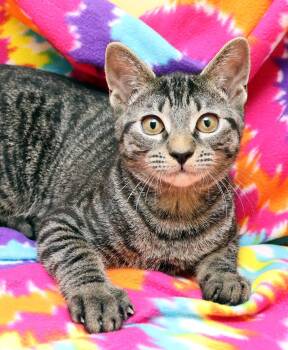 Domestic Short Hair Cats Available for Adoption in Tierra Verde, Florida - Pawsome | PetCurious