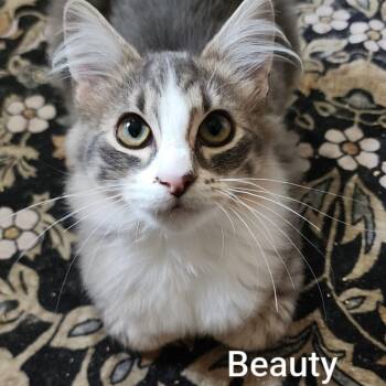 Beauty -  Domestic Medium Hair Cat for Adoption in Spokane, Washington - Beauty | PetCurious