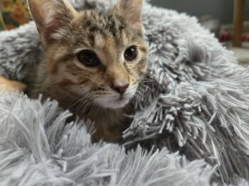 Rescue Domestic Short Hair Cats for Adoption in Fishers, Indiana - Sweet Potato Fry | PetCurious