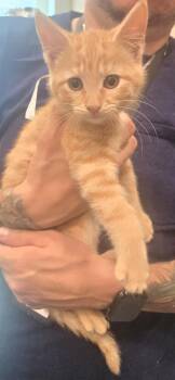 Teno -  Domestic Short Hair Cat for Adoption in Manhattan, Illinois - Teno | PetCurious