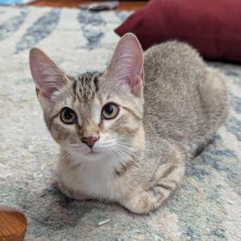 Pinto Bean -  Domestic Short Hair Cat for Adoption in Brownsboro, Alabama - Pinto Bean | PetCurious