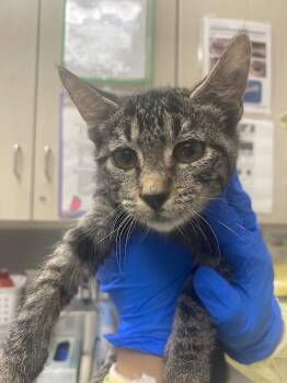 MINNIE -  Domestic Short Hair Cat for Adoption in Las Vegas, Nevada - MINNIE | PetCurious