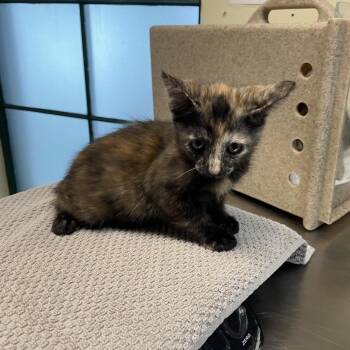 Yak -  Domestic Short Hair Cat for Adoption in Pasadena, California - Yak | PetCurious