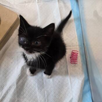 Mouse -  Domestic Short Hair and Tuxedo Cat for Adoption in Mastic, New York - Mouse | PetCurious