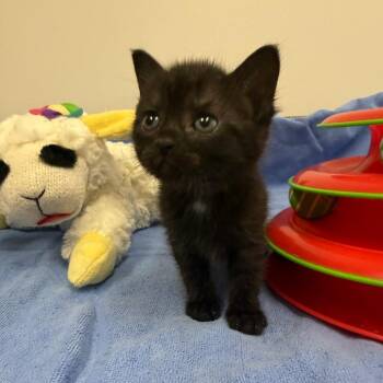 Domestic Short Hair Cats Available for Adoption in Houston, Texas - Mavis | PetCurious