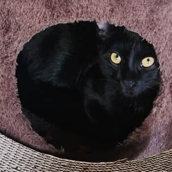 Rescue Domestic Short Hair Cats for Adoption in Tyler, Texas - Dexter-5895 | PetCurious