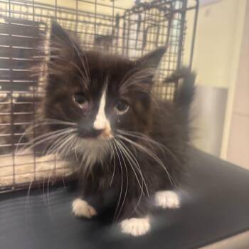 Toaster -  Domestic Medium Hair Cat for Adoption in Chicago, Illinois - Toaster | PetCurious