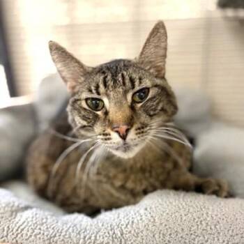 Domestic Short Hair Cats Available for Adoption - Woody | PetCurious