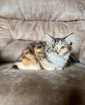 Eden -  Domestic Short Hair Cat for Adoption in Rochester, Indiana - Eden | PetCurious