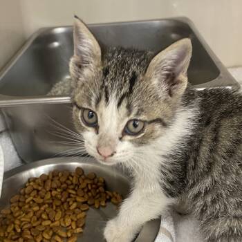 Rescue Domestic Short Hair Cats for Adoption in Auburn, Alabama - Banana Belle | PetCurious