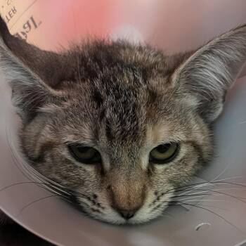 Billie Jean -  Domestic Short Hair Cat for Adoption in Leander, Texas - Billie Jean | PetCurious