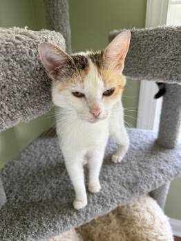 French Blonde -  Domestic Short Hair Cat for Adoption in Trenton, New Jersey - French Blonde | PetCurious