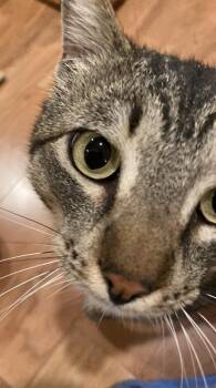 Domestic Short Hair Cats Available for Adoption in San Jose, California - Arlo | PetCurious