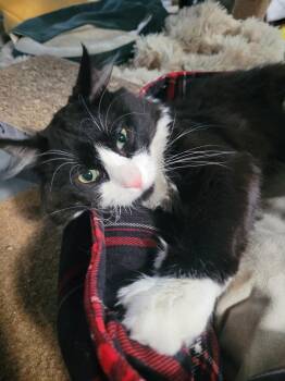 Domestic Medium Hair and Tuxedo Cats Available for Adoption - Buster  | PetCurious