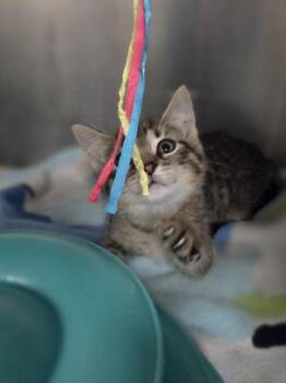 Stuffy -  Domestic Short Hair Cat for Adoption in Westland, Michigan - Stuffy | PetCurious