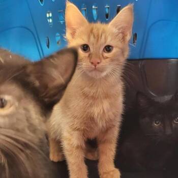 Whiskey -  Domestic Short Hair Cat for Adoption in New Fairfield, Connecticut - Whiskey | PetCurious