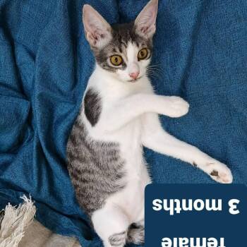 Smokey LN -  Domestic Short Hair Cat for Adoption in Brampton, Ontario - Smokey LN | PetCurious