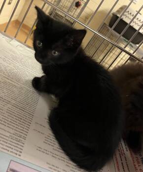 Domestic Medium Hair Cats Available for Adoption in Nacogdoches, Texas - Chun | PetCurious