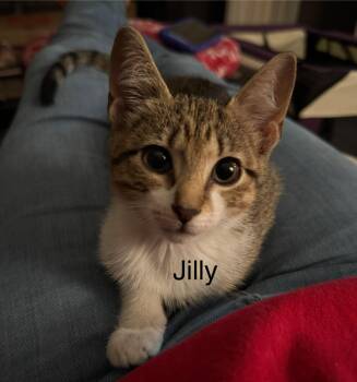 Kittens- Little Jack and Jilly -  Domestic Short Hair Cat for Adoption in Granby, Connecticut - Kittens- Little Jack And Jilly | PetCurious
