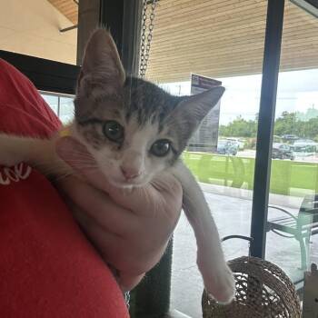 Huffle Puff -  Domestic Short Hair Cat for Adoption in Leander, Texas - Huffle Puff | PetCurious
