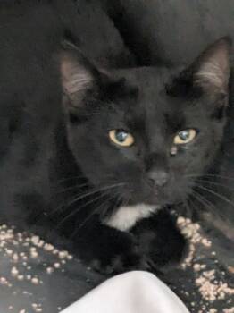 Rescue Domestic Short Hair Cats for Adoption in Kodiak, Alaska - Voodoo | PetCurious