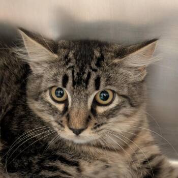 Tracy -  Domestic Medium Hair Cat for Adoption in Sonoma, California - Tracy | PetCurious