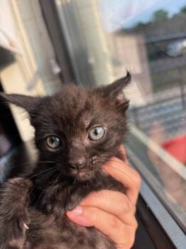Timeless -  Domestic Short Hair Cat for Adoption in West Chester, Pennsylvania - Timeless | PetCurious