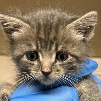 Domestic Medium Hair Cats Available for Adoption in Lucedale, Mississippi - SNAP | PetCurious