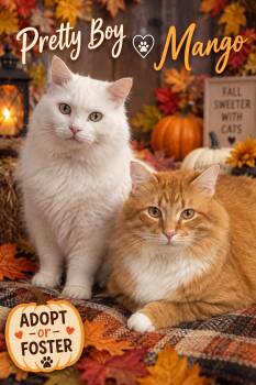 Pretty Boy & Mango:  Bonded (Middletown PS) -  Domestic Long Hair Cat for Adoption in Greenville, Delaware - Pretty Boy & Mango:  Bonded (Middletown PS) | PetCurious