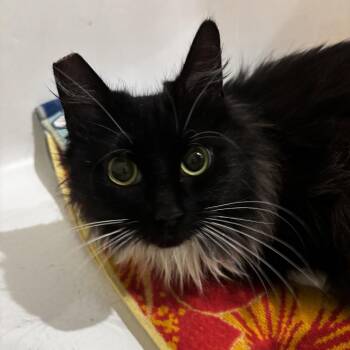Domestic Short Hair Cats Available for Adoption in Long Beach, California - Fifi | PetCurious