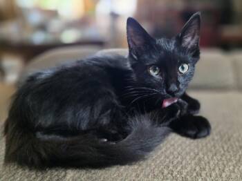 Moochi -  Bombay Cat for Adoption - Moochi | PetCurious
