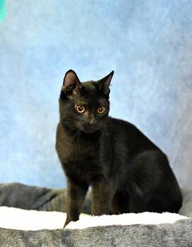 Rescue Domestic Short Hair Cats for Adoption in Falmouth, Maine - Rose - Black Beauty! | PetCurious