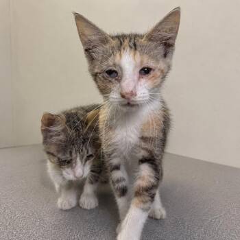 Birdie -  Domestic Short Hair Cat for Adoption in Austin, Texas - Birdie | PetCurious