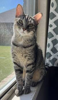 Honey -  Tabby Cat for Adoption in Bentonville, Arkansas - Honey | PetCurious