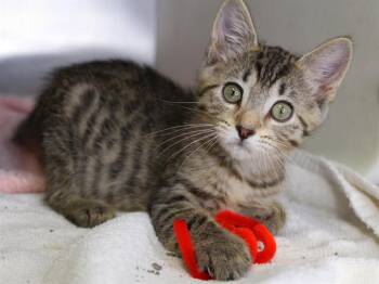 KREWELLA -  Domestic Short Hair Cat for Adoption in Tallahassee, Florida - KREWELLA | PetCurious