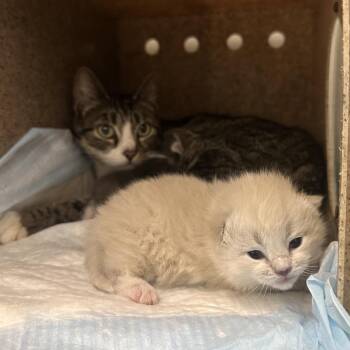 Domestic Short Hair Cats Available for Adoption in Philadelphia, Pennsylvania - Tawny | PetCurious