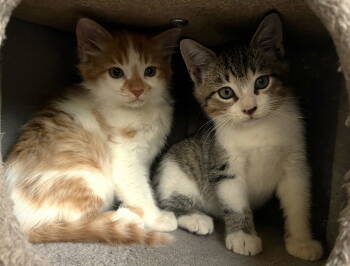 Rescue Tabby Cats for Adoption in Fort Myers, Florida - Oscar | PetCurious