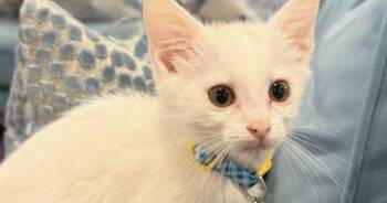 Rescue Domestic Medium Hair Cats for Adoption in Houston, Texas - Olaf | PetCurious
